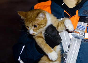 Волонтеры МСО РязГМУ "Salus" сняли с гнилого дерева замерзшего кота