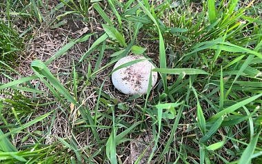 Рязанские грибники собирают шампиньоны прямо во дворах