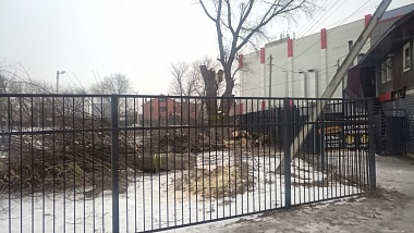 Жители Канищева обеспокоились вырубкой деревьев в микрорайоне