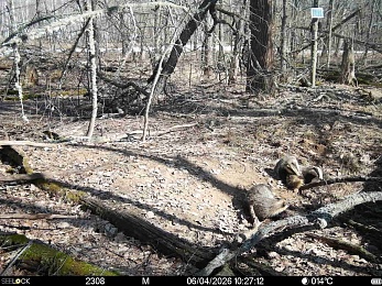 Окский заповедник показал фото кокетливого кабана и деловой лисы