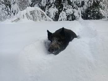 В Окском заповеднике зафиксирована рекордная глубина снега