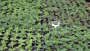 В Рязани клумбы украсят 400 тысяч однолетних растений