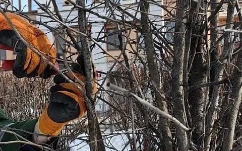 В Рязани начали санитарную весеннюю обрезку деревьев