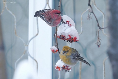 Стая малиновых птиц устроила обед около РГУ