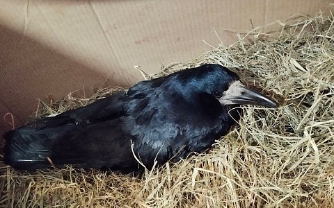 В Солотче неизвестные застрелили птицу из пневматического оружия