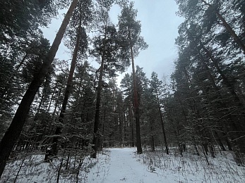 В рязанском лесу сфотографировали заброшки и лестницу в никуда - 62ИНФО В рязанском лесу сфотографировали заброшки и лестницу в никуда