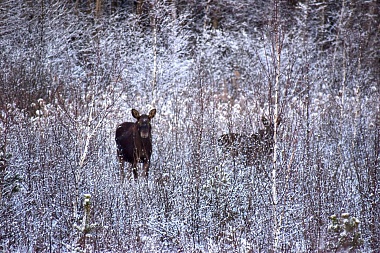 Лоси гуляли у трассы Клепиковского района