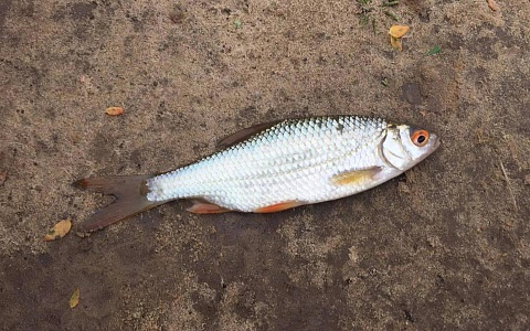 Эксперт заявил, что наценки на рыбу в магазинах достигают 200% 