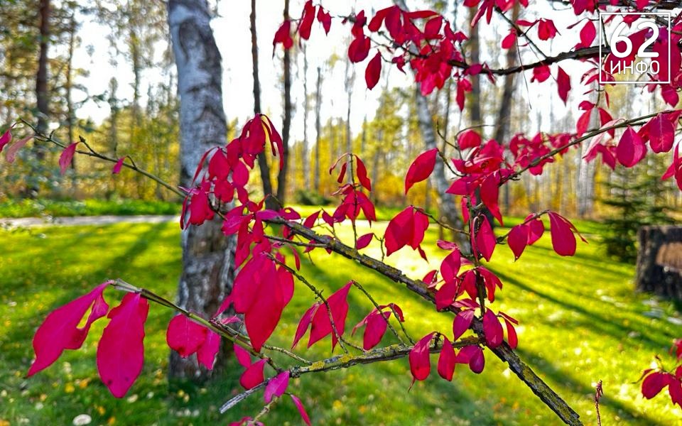 В Рязанской области 12 сентября установится температура +29 градусов - 62ИНФО