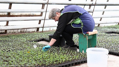 В Рязани клумбы украсят 400 тысяч однолетних растений
