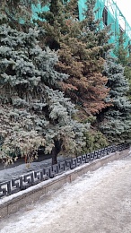 В центре Рязани пилят голубые ели