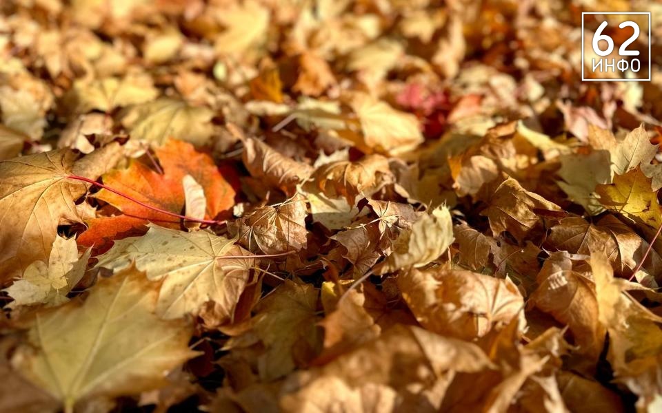 В Рязанской области температура ночью опустится до 4 градусов - 62ИНФО