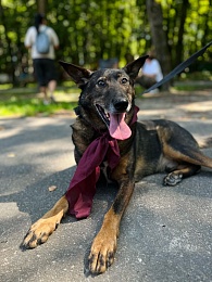 В Рязани за сутки 13 животных нашли новый дом