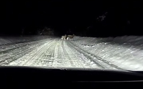 Под Рязанью видеорегистратор снял лосей на темной дороге