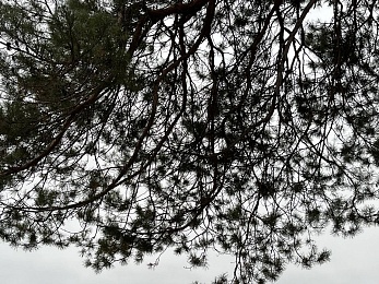 В рязанских лесах в декабре цветут цветы и растут грибы