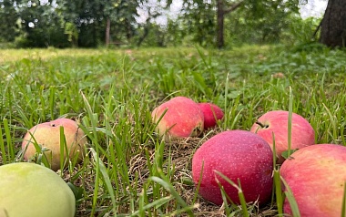 Яблочный Спас: традиции и история праздника Преображения Господня