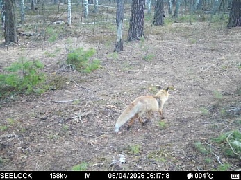 Окский заповедник показал фото кокетливого кабана и деловой лисы