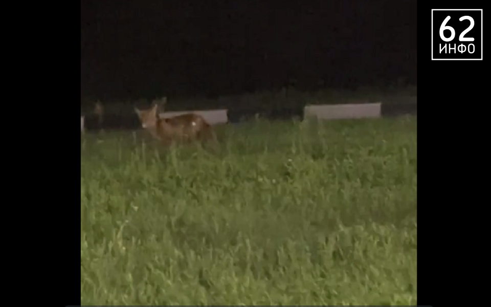 В Рязанской области заметили бесстрашную лису - 62ИНФО