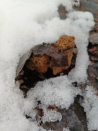 Рязанцы набрали три пакета сморчков в метель