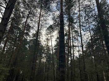 Аномальный февраль: в лесах под Рязанью распускается листва и растут грибы