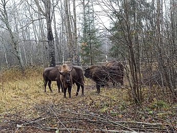 Шесть рязанских зубров передали на волю в Смоленскую область