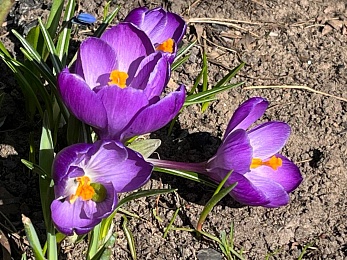 В Рязани цветут крокусы и пролески