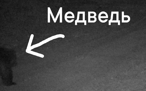 В рязанском лесу вновь заметили медведя
