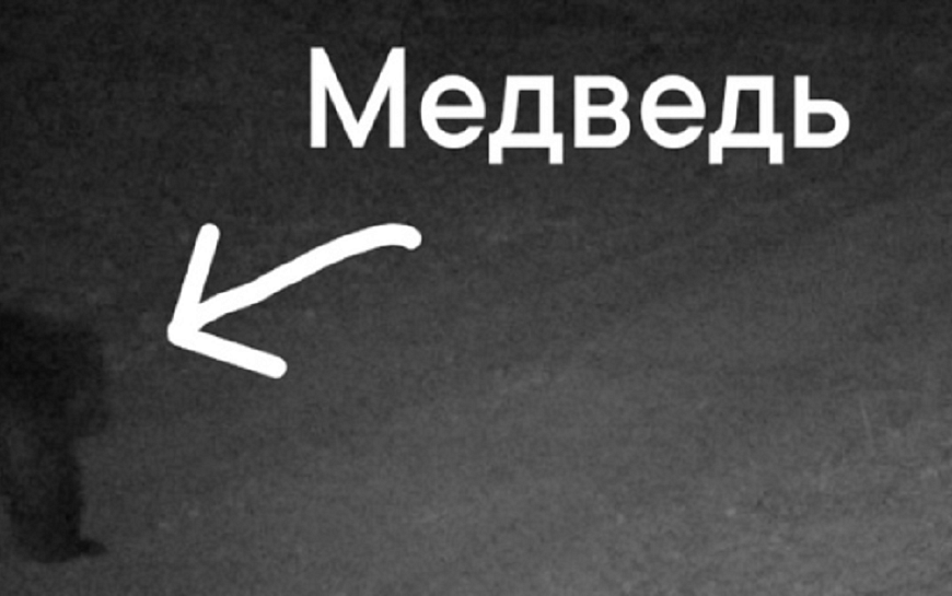 В рязанском лесу вновь заметили медведя