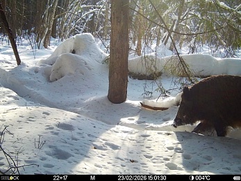 «Время лося»: Окский заповедник поделился моментами звериной жизни