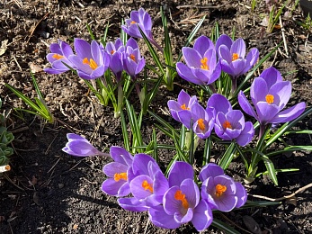 В Рязани цветут крокусы и пролески