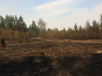Фоторепортаж: лесной пожар в Деулино
