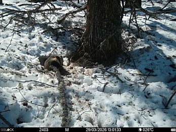 В Окском заповеднике сфотографировали жизнерадостных бобров и голодных волков