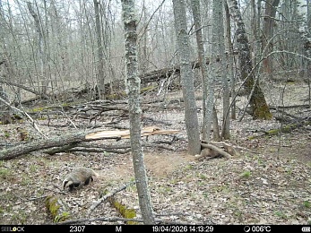 Рязанцам рассказали, что делать при встрече с волком в лесу