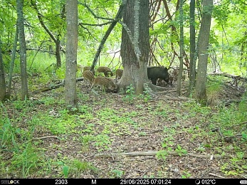 В Рязанской области у барсуков родились три барсучонка 