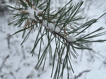 В рязанском лесу сфотографировали заброшки и лестницу в никуда - 62ИНФО В рязанском лесу сфотографировали заброшки и лестницу в никуда