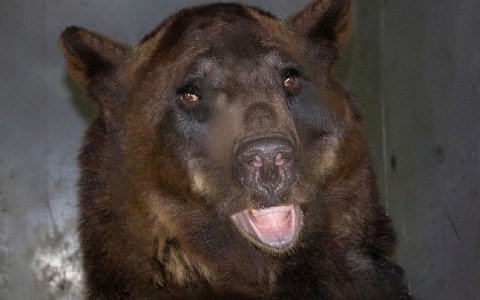 Национальный парк «Мещерский» объявил сбор корма для медведя