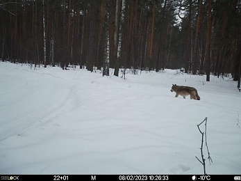 Окский заповедник показал снимки волков и рыси с фотоловушек