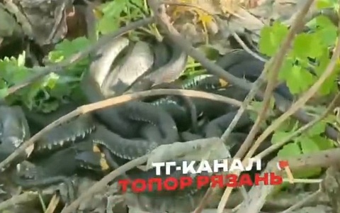 Рядом с Рязанским кремлем местные жители обнаружили змеиную колонию