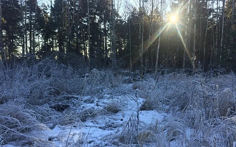 В районе полигона под Дубровичами запретили заходить в лес