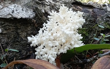 В рязанских лесах выросли грибы-кораллы