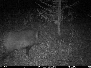 Чат леса и кайф: Окский заповедник открыл тайну любви кабанов к деревьям-чухалам