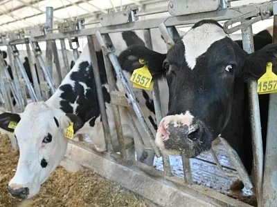 Рязанская область получила субсидию в 3 млн рублей на развитие животноводства