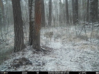 В рязанском лесу заметили рысь и волка