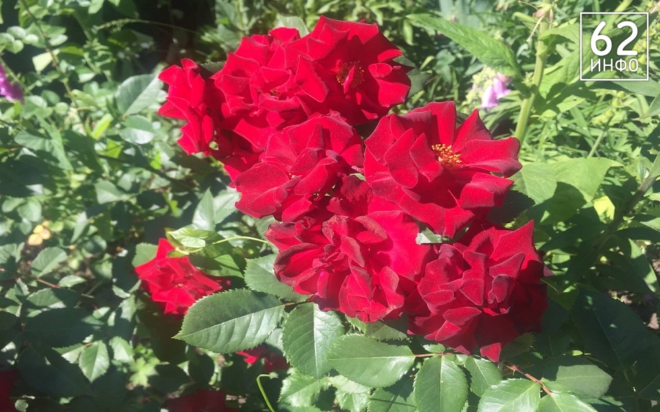 В Рязанской области 5 июля будет +31°С и переменчивый ветер до 8 м/с - 62ИНФО