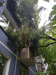 На окраине Рязани дерево пробило балконы