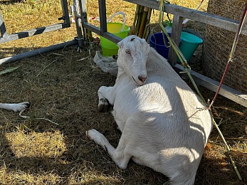 В Рязани провели праздник урожая «Спожинки»
