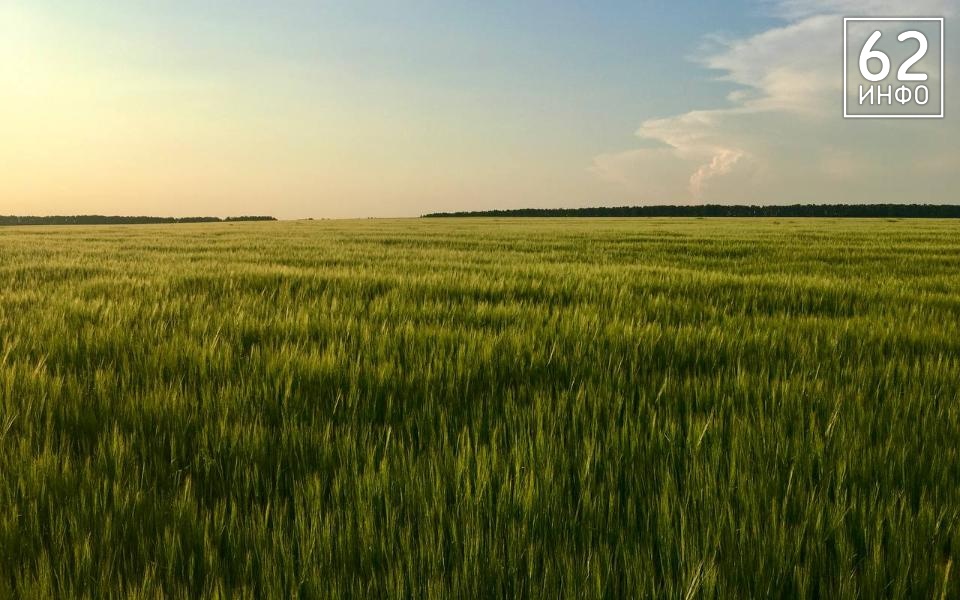 В Рязанской области зафиксировали 34 укуса клещей за неделю - 62ИНФО