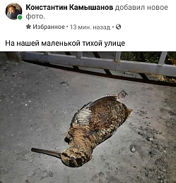 Рязанцы заметили на улицах города мёртвых птиц