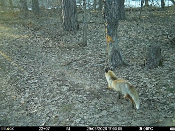 В Окском заповеднике сфотографировали жизнерадостных бобров и голодных волков