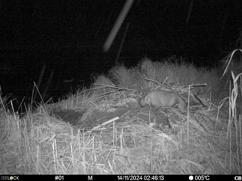 Бобры расстроили енотовидную собаку при строительстве хатки